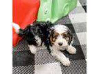 Cavapoo Puppy for sale in Beresford, SD, USA