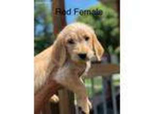 Labradoodle Puppy for sale in Republic, MO, USA