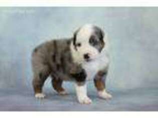 Miniature Australian Shepherd Puppy for sale in California, MO, USA
