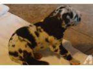 Great Dane Puppy for sale in POPLAR BLUFF, MO, USA