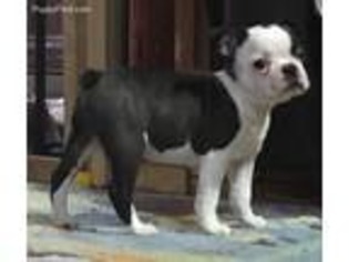 Boston Terrier Puppy for sale in Graham, WA, USA