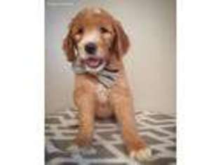Goldendoodle Puppy for sale in Florence, SC, USA