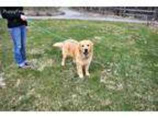 Golden Retriever Puppy for sale in Bonners Ferry, ID, USA