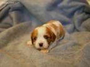 Cavalier King Charles Spaniel Puppy for sale in Cincinnati, OH, USA