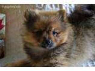 Pomeranian Puppy for sale in Riceville, IA, USA