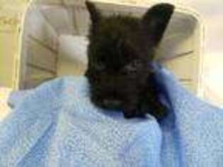 Scottish Terrier Puppy for sale in Ireton, IA, USA