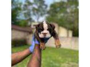 Olde English Bulldogge Puppy for sale in Spring, TX, USA