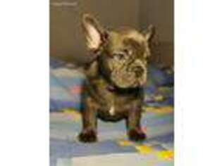 French Bulldog Puppy for sale in Wyncote, PA, USA