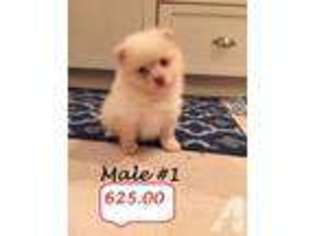 Pomeranian Puppy for sale in BRIGGSVILLE, WI, USA