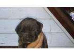 Cane Corso Puppy for sale in Mc Coll, SC, USA