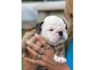 Bulldog Puppy for sale in Montgomery, PA, USA