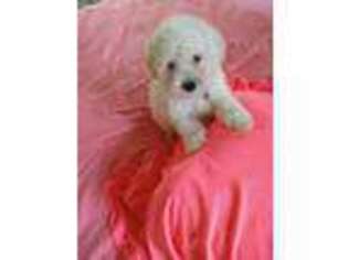 Mutt Puppy for sale in Arcadia, FL, USA