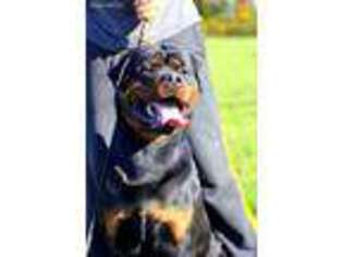 Rottweiler Puppy for sale in Whitestone, NY, USA