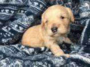 Mutt Puppy for sale in Edmonds, WA, USA