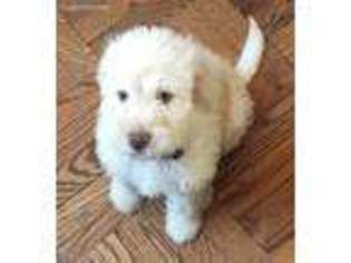 Labradoodle Puppy for sale in Stoutland, MO, USA