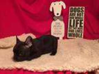 French Bulldog Puppy for sale in Amity, MO, USA