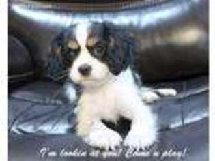 Cavalier King Charles Spaniel Puppy for sale in Nova, OH, USA
