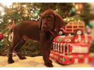 German Shorthaired Pointer Puppy for sale in Charlestown, IN, USA