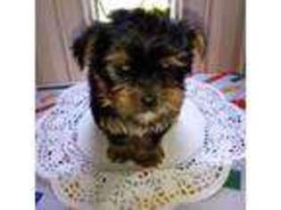 Yorkshire Terrier Puppy for sale in Baker, LA, USA