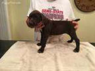 German Shorthaired Pointer Puppy for sale in Bloomfield, IN, USA
