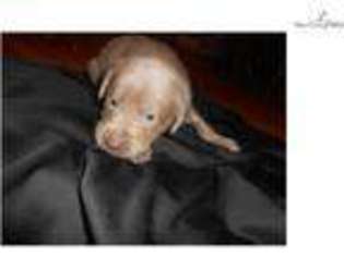 Labrador Retriever Puppy for sale in Sioux City, IA, USA