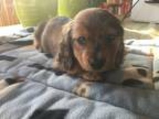 Dachshund Puppy for sale in Bethel, MN, USA