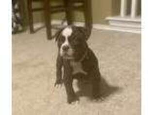 Alapaha Blue Blood Bulldog Puppy for sale in Killeen, TX, USA