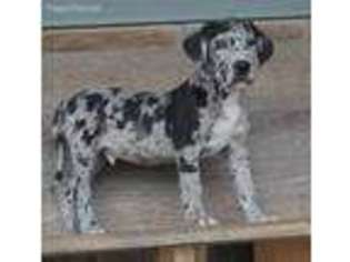 Great Dane Puppy for sale in Clinton, TN, USA