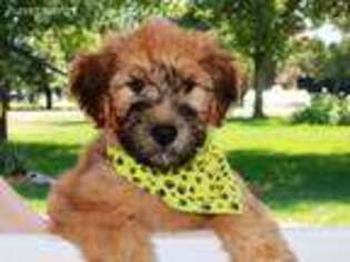 Soft Coated Wheaten Terrier Puppy for sale in Monument, CO, USA
