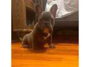 French Bulldog Puppy for sale in Rockville Centre, NY, USA