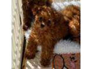 Mutt Puppy for sale in Tuscumbia, AL, USA