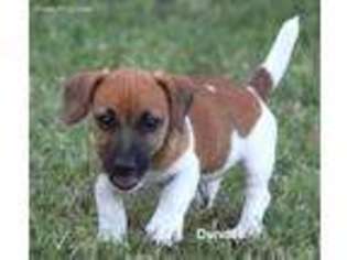 Jack Russell Terrier Puppy for sale in Seymour, TX, USA