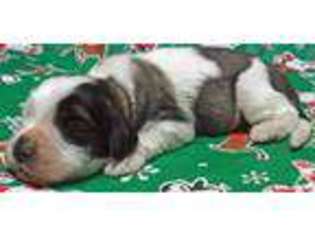 Saint Bernard Puppy for sale in IPSWICH, SD, USA