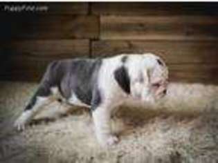 Bulldog Puppy for sale in Richmond, TX, USA