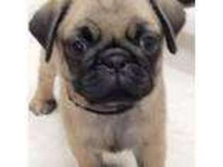 Pug Puppy for sale in Byfield, MA, USA