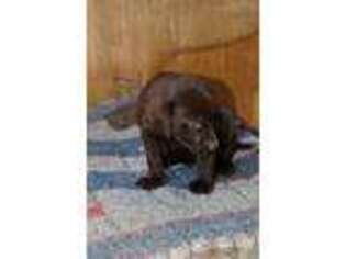Medium Photo #1 Labrador Retriever Puppy For Sale in Colton, CA, USA