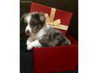Miniature Australian Shepherd Puppy for sale in Pine Knot, KY, USA