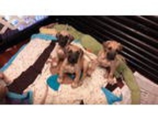 Great Dane Puppy for sale in Windham, OH, USA