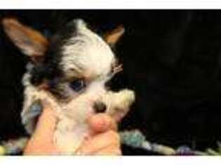 Yorkshire Terrier Puppy for sale in Temple, TX, USA