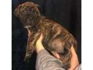Bullmastiff Puppy for sale in Walker, MN, USA