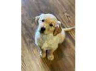 Golden Retriever Puppy for sale in North Richland Hills, TX, USA