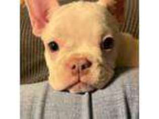 French Bulldog Puppy for sale in Bicknell, IN, USA