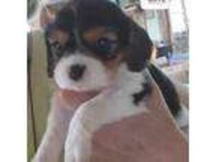 Cavalier King Charles Spaniel Puppy for sale in Roberts, MT, USA