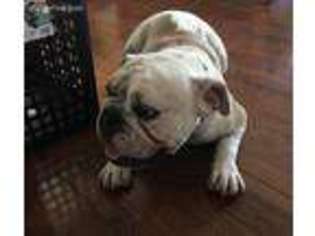Bulldog Puppy for sale in Soperton, GA, USA