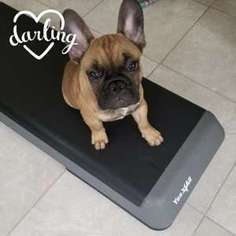 French Bulldog Puppy for sale in Irvington, NJ, USA