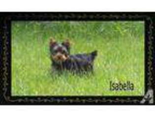 Yorkshire Terrier Puppy for sale in GRAND LEDGE, MI, USA