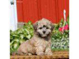 Havanese Puppy for sale in Honey Brook, PA, USA