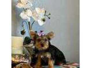 Yorkshire Terrier Puppy for sale in Mcalester, OK, USA
