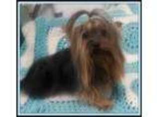Yorkshire Terrier Puppy for sale in Woodstock, GA, USA