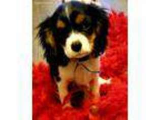 Cavalier King Charles Spaniel Puppy for sale in Temecula, CA, USA
